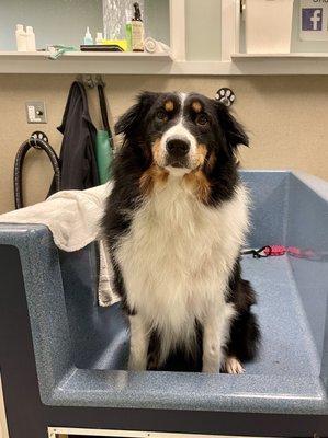 Dog washing station