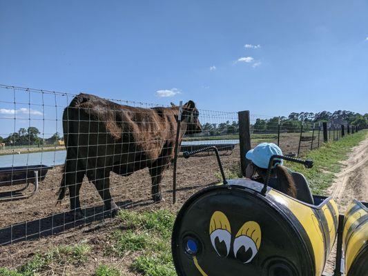 Train ride around the farm. Meeting the cows.