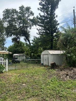 Hazardous tree removed