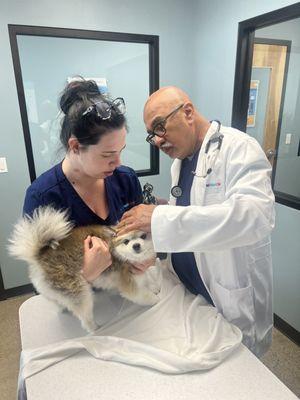 High-quality, convenient, and affordable veterinary care for your pet