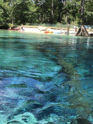 So pretty!  Florida...Springs are beautiful!