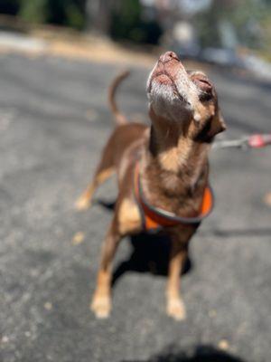 Teddykins enjoying his walks.