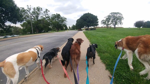 Pups on a pack walk. Joe does a great job managing multiple dogs and keeping everyone safe!