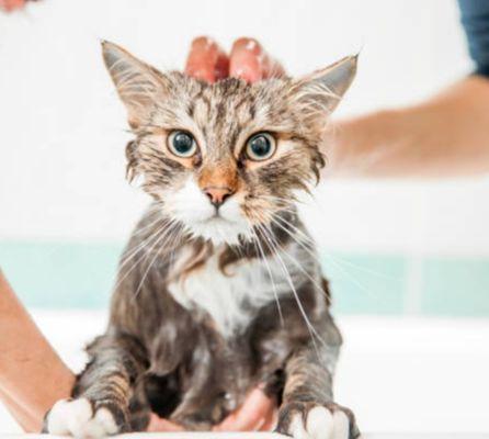 Cat groomer,  cuts