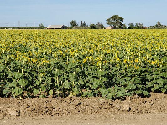 Sunflowers make me so happy!