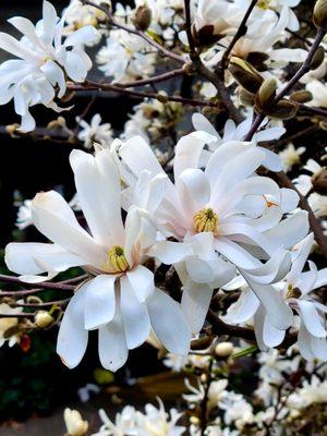 Star magnolia in bloom