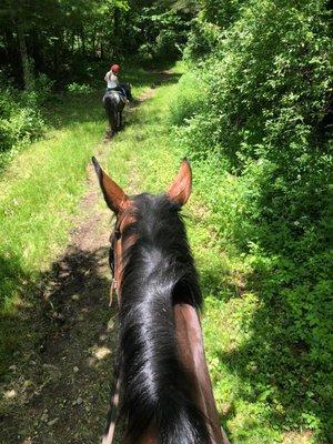 beautiful tailriding