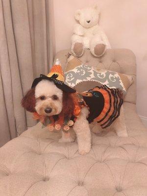 Thanks to Me and My Dogs!  My babies are so ready for Halloween!!!