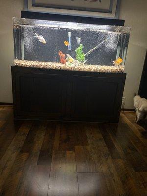 55 gallon tank