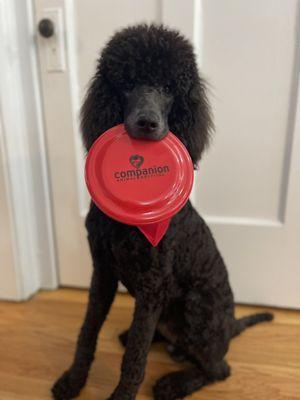 Zeke with his CAH goodies!