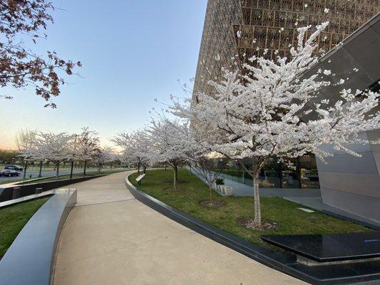 Cherry blossoms in bloom at the National Museum of African American History and Culture