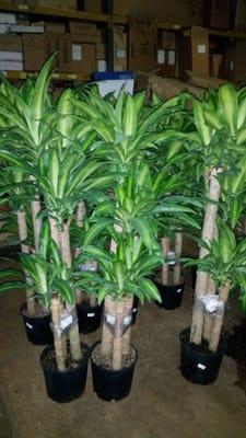 5' Mass Canes! Great narrow plant for offices with good lighting.