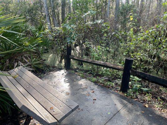 Bench with swamp view