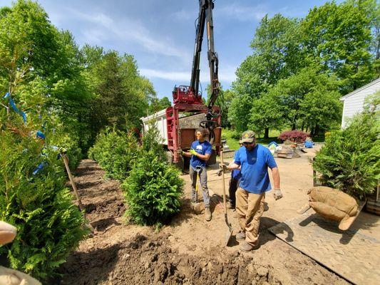 Southbury Tree Service planting new trees