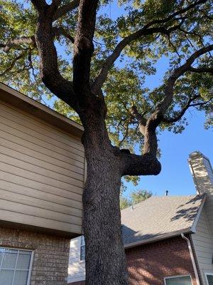 Golden Tree Maintenance