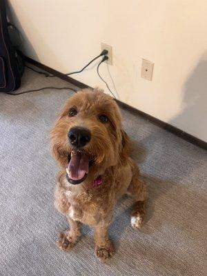 Puppy haircut!