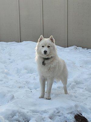 My dog greatly appreciated the opportunity to play in the snow we don't get much on the coast