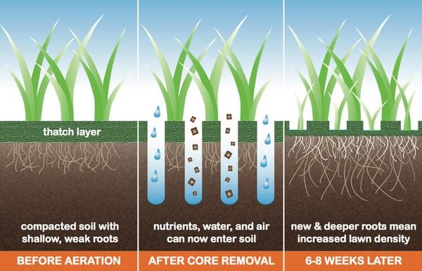 Aeration Service help remove the thatch, dead grass, and weeds from the lawn.  Allowing Organic Fertilizer to reach the root system.