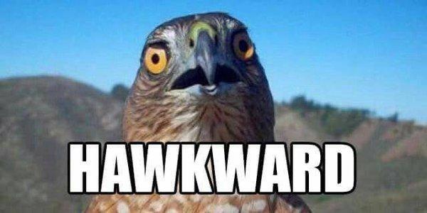 hawkward