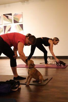 Puppy yoga event at the hotel