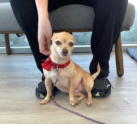 A sweet senior who came in for a checkup with us.