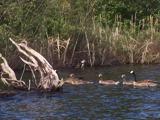 Family of geese paddling by.