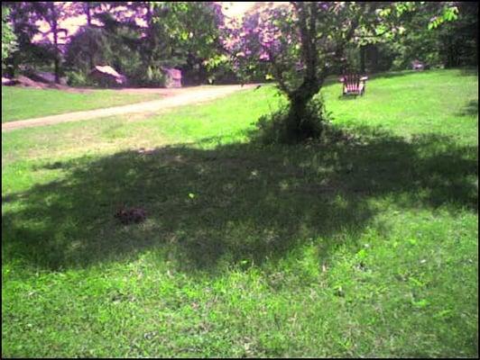 rabbit in shade beyond walking path