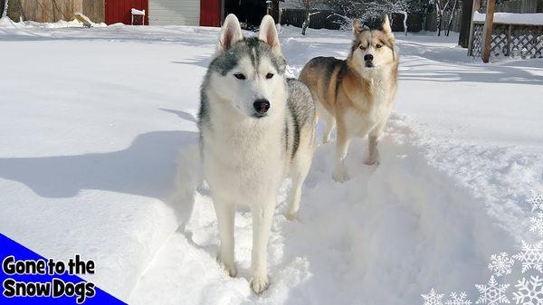 vary cute huskeys up