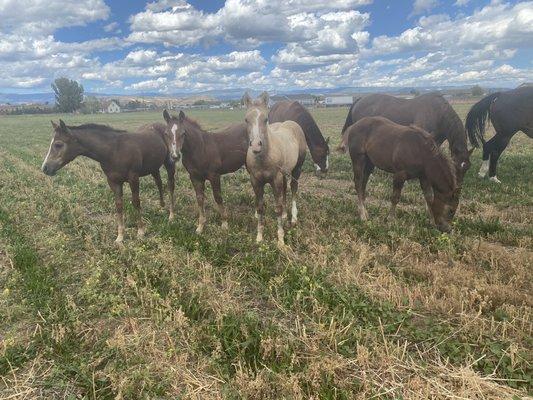 2023 crop of AQHA fillies at Avaritte Performance Horses bred by Jeff Avaritte 970-210-0188