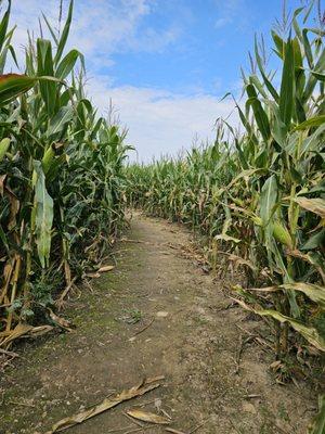 Corn maze