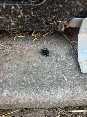 Black widow that kept running and hiding, finally caught!