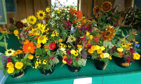 Fall Posies at the Farm Stand, Sept, 2015