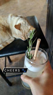 Rosemary gin fizz & Copper the Cat