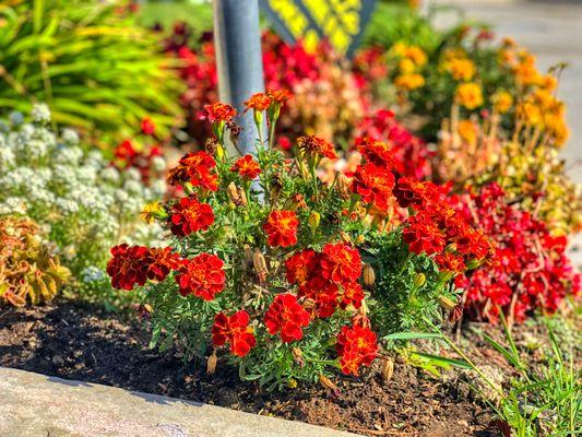 Stopping to see the flowers on the curbside.