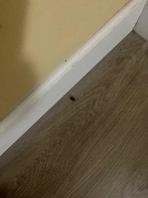 Bugs in non smoking rooms, I have seen cockroaches in the smoking rooms