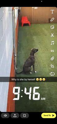 My dog left outside by herself a few hours before being attacked at Barking Hound Village