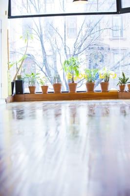 Plants of different varieties grow at the front of the light-filled Dou Yoga studio