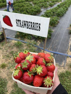 Strawberries