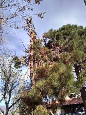 Tree removal and all the stump out