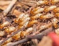 Consumer Termite Control