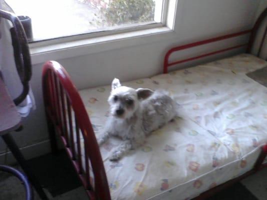 Freshly groomer & waiting for mom to pick him up.