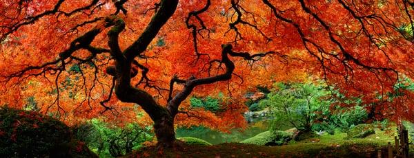 Japanese Maple in Autumn