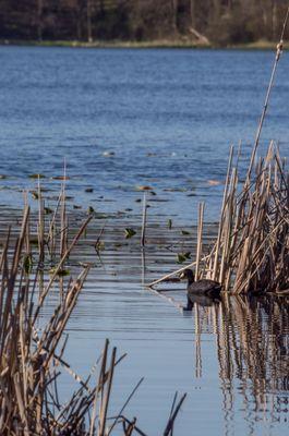 Saw a coot on the pond, yay! (c) imnawang