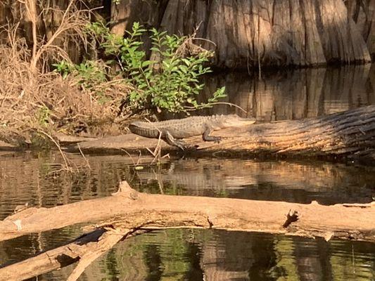 He said this alligator is probably 2 years old.