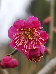 Prunus mume Kobai