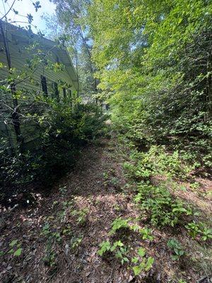 Overgrown bushes on the left and overgrown tree limbs on the right, with weeds and small plants growing on the grass.