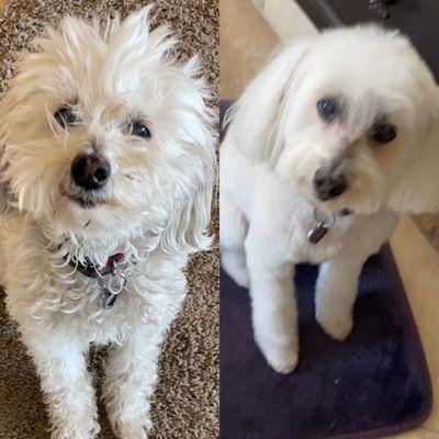 This is the same dog... before and after a grooming at Temple of Groom.