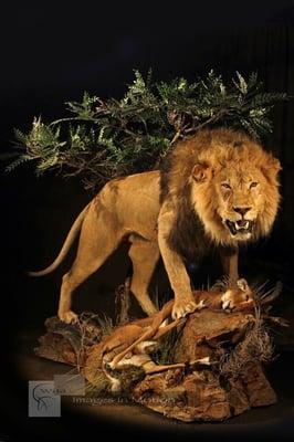 African Lion