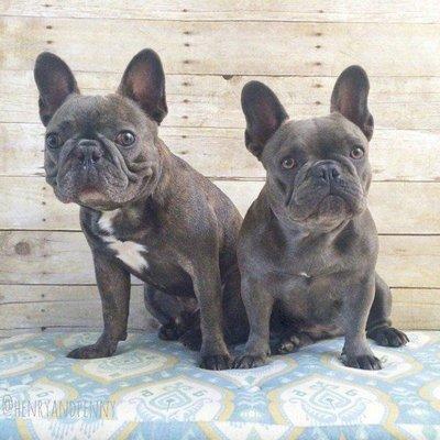 photo of Royal French Bulldog R.