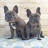 Photo of Royal French Bulldog R.